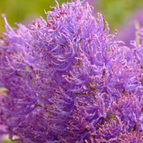 Comosum Plumosum
